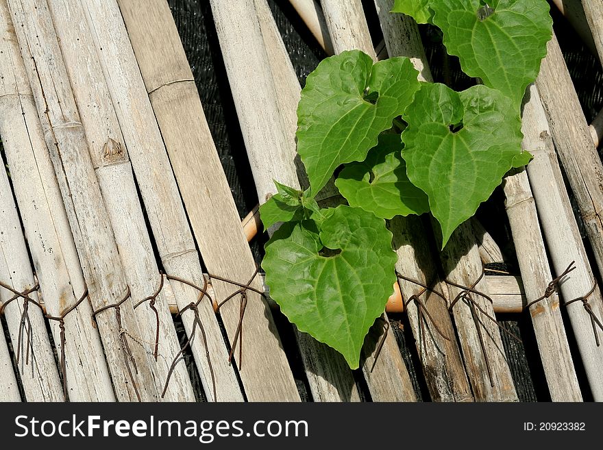 Fresh Green Climber Plants on Wooden wall, Home Decoration