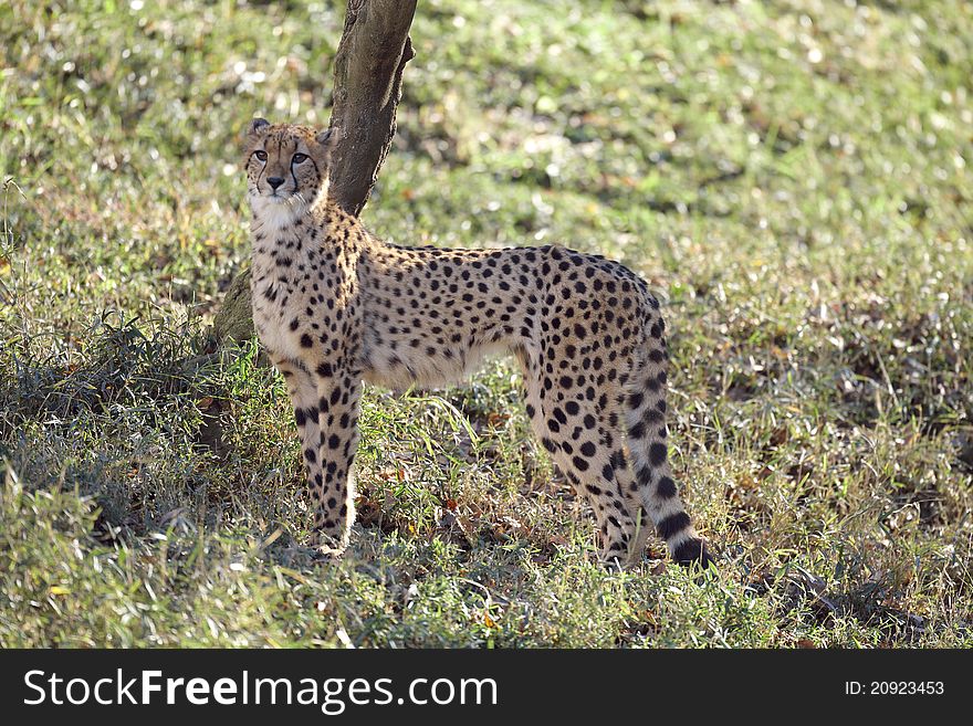 Cheetah is watching something in sun light.