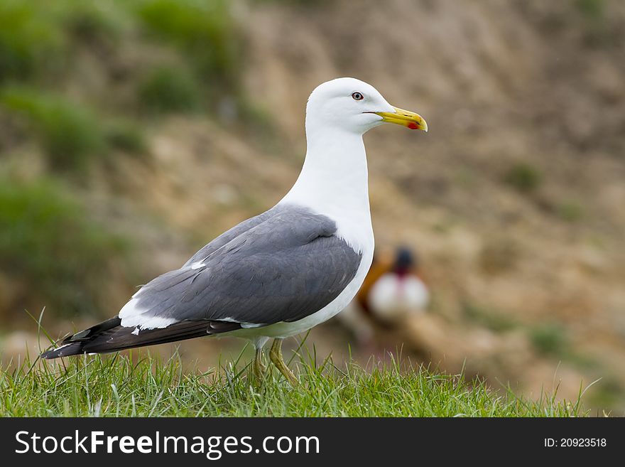 Herring Gull standing on grass close up