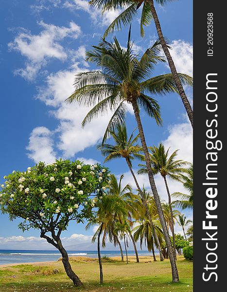 This is an image of a small Plumeria tree among a group of palm trees. This is an image of a small Plumeria tree among a group of palm trees.