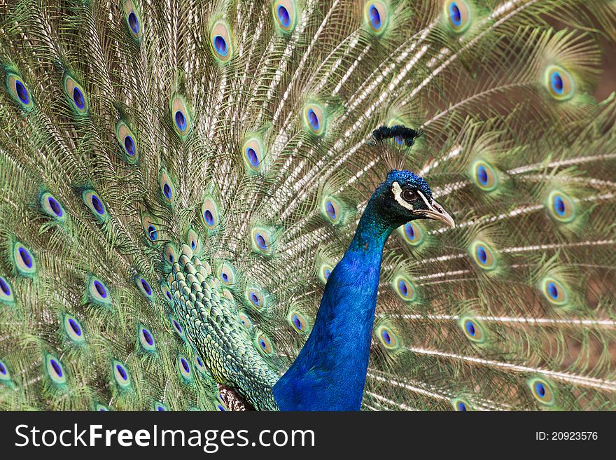 A beautiful Peacock closeup with its Feathers open