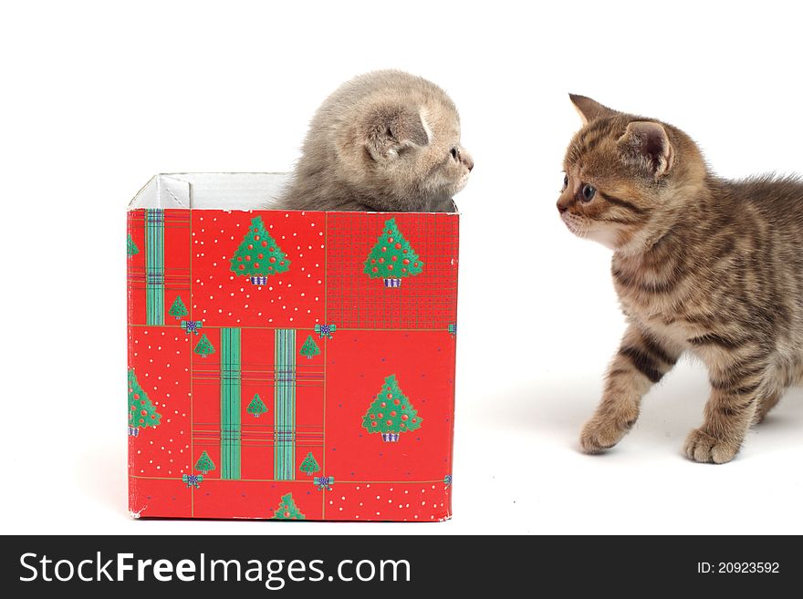 Cat in gift box isolated on white background