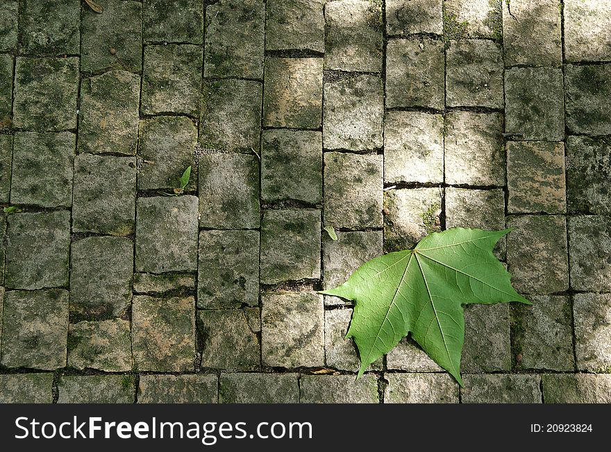 Maple leaf on the ankle tabloid