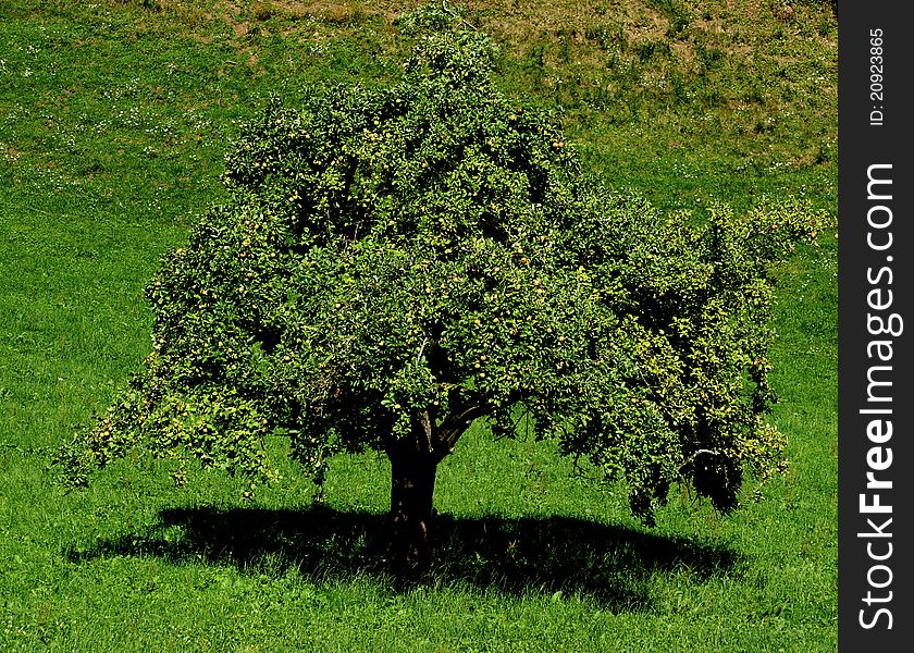 An apple tree in late August located in the Swiss canton of Fribourg near the medieval town of GruyÃ¨res.