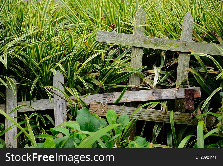 Fence And Grass