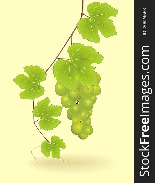 Bunch of green grapes. vector realistic illustration. Bunch of green grapes. vector realistic illustration