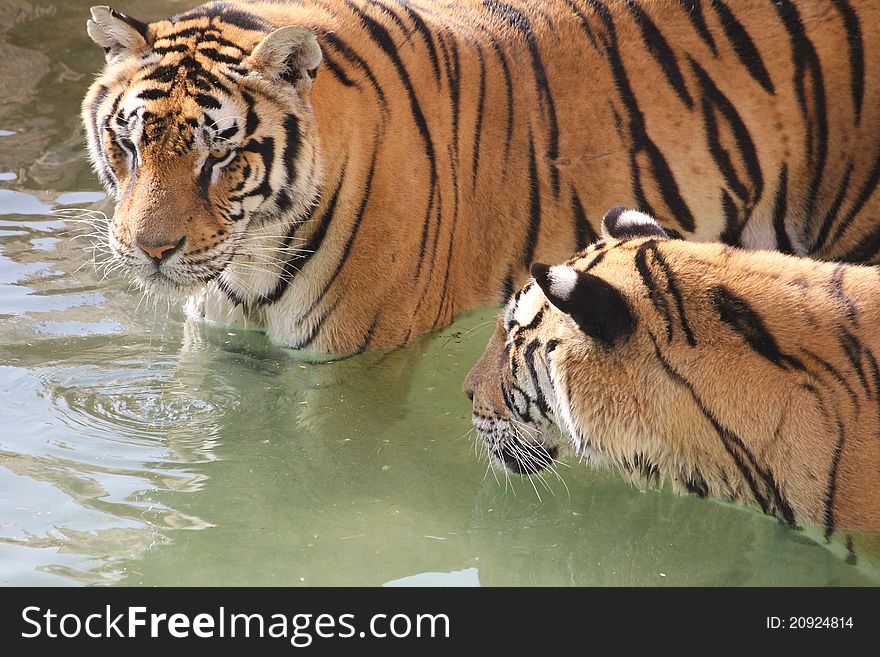 Tigers cooling down in the water. Tigers cooling down in the water