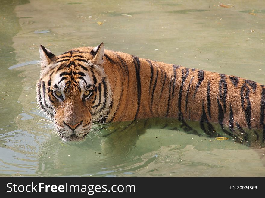 Tiger in water