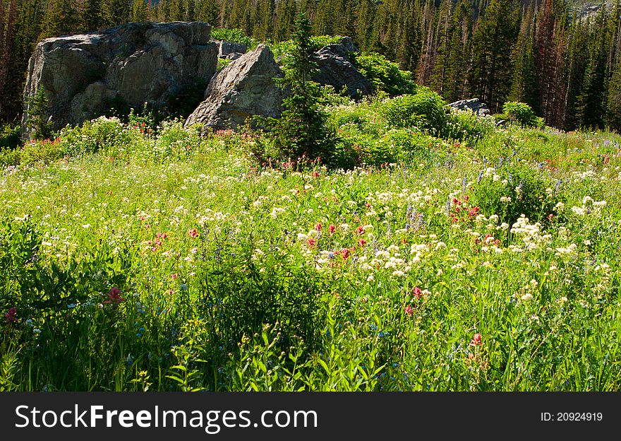 Image of a field of wildflowers in the high mountains of Utah. Image of a field of wildflowers in the high mountains of Utah