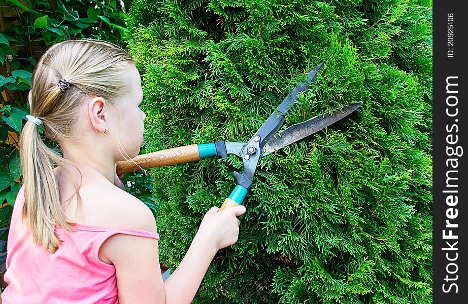 Girl cuts green bush with scissors. Girl cuts green bush with scissors