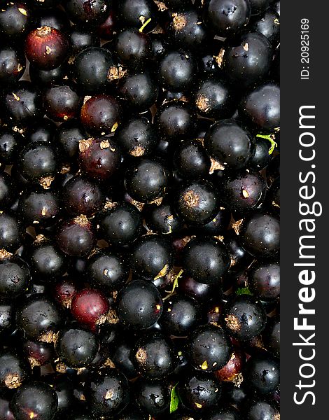 Currant black  Background