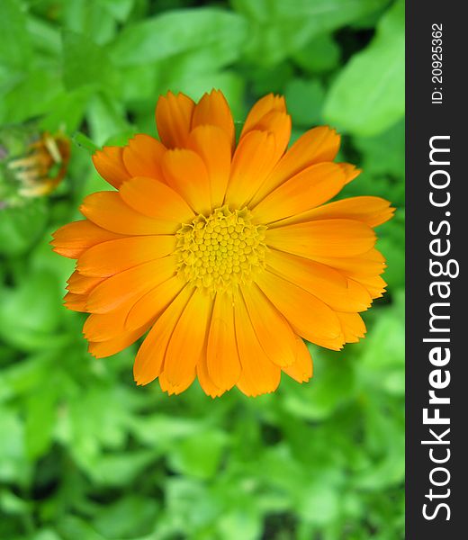 Orange flower on a green background