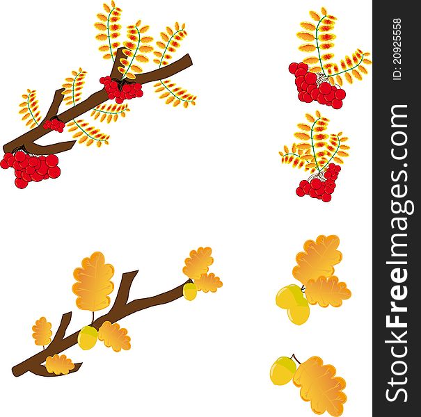 Illustration  Leaves Oak,  Rowan-berry