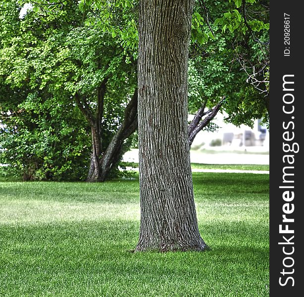 Stately trunk of a Cottonwood tree