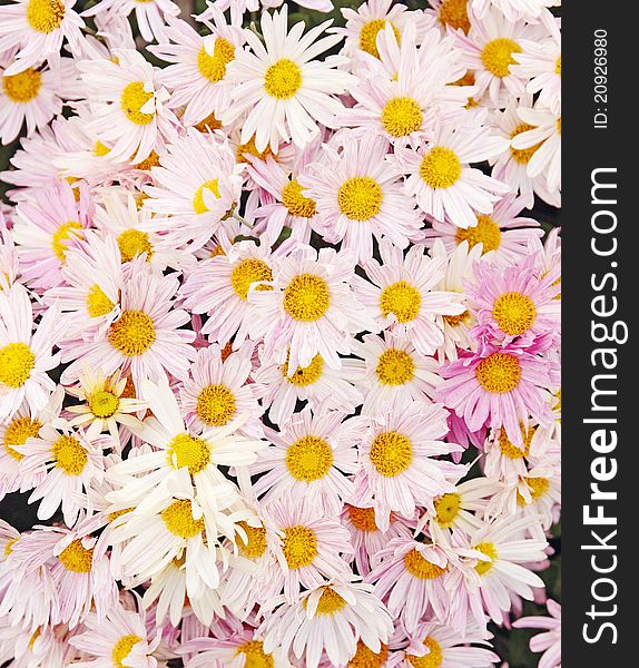Texture from small pink chrysanthemums/the background