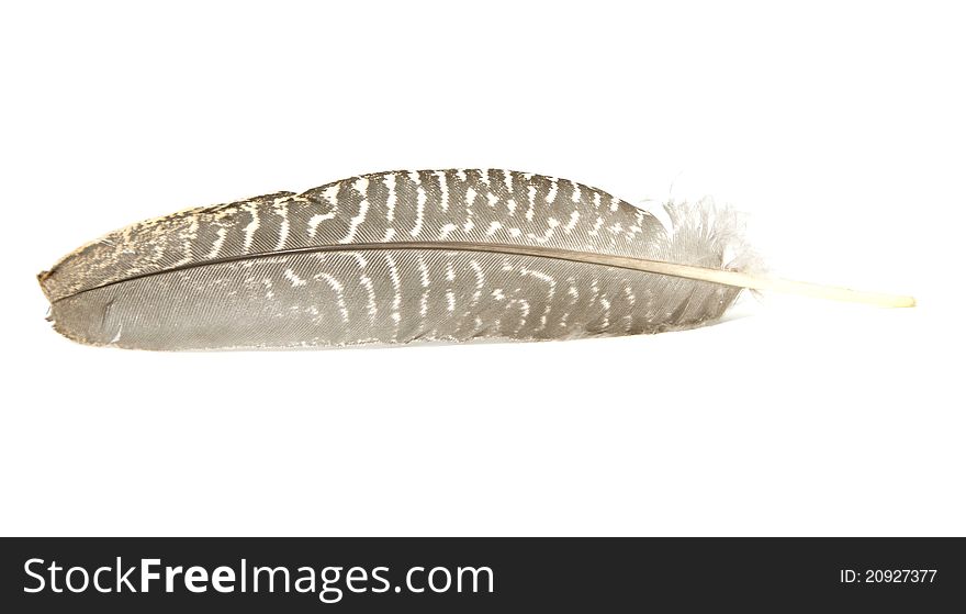 Guinea Fowl Feather