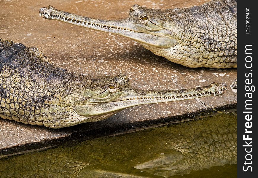 Image od the gavials taken in prague zoo