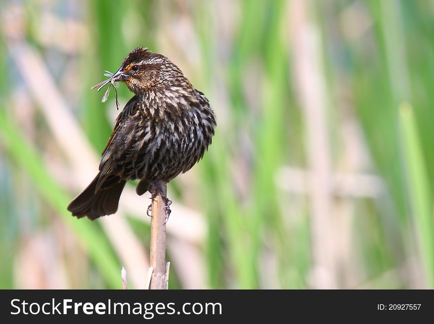 This female red-winged blackbird and an unlucky dragonfly are today's lucky shot. This female red-winged blackbird and an unlucky dragonfly are today's lucky shot.