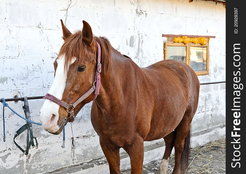 A Portrait Of A Horse
