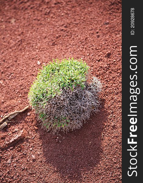 Green plant on red earth at Menorca island in Spain