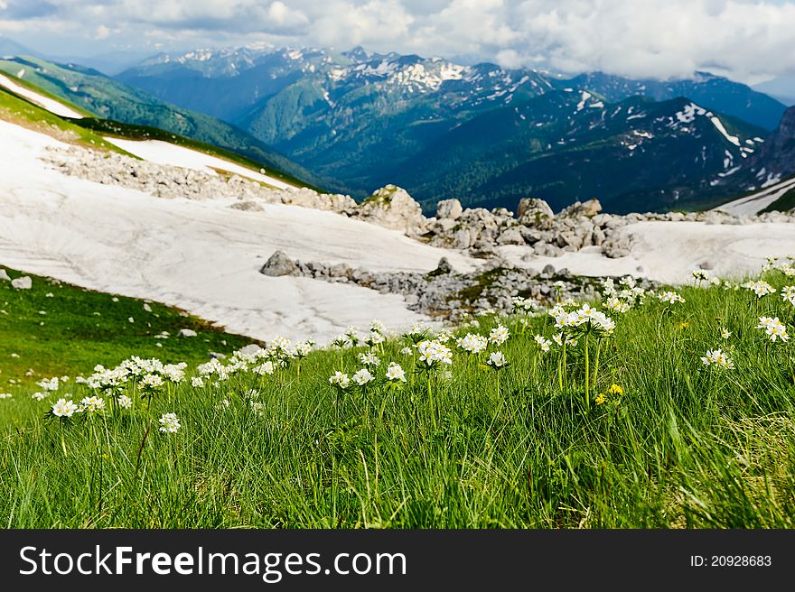 Snow and flowers in the North Caucasus mountains. Russia. Snow and flowers in the North Caucasus mountains. Russia.