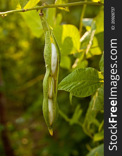 Bean on the branch in the vegetable-garden