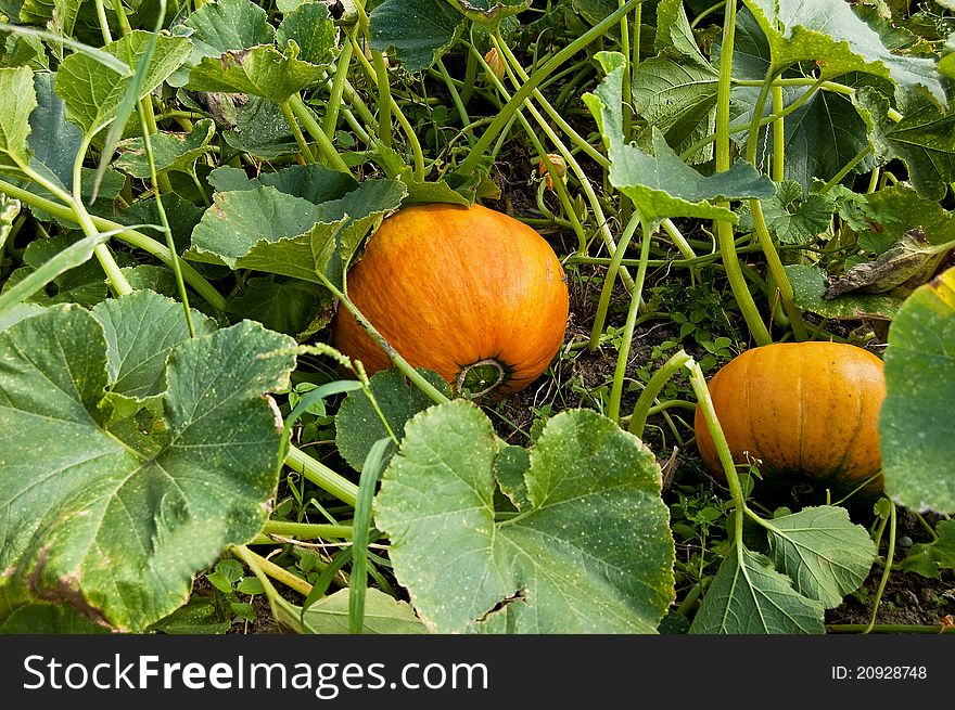 A view of a small pumpkin, still on the vine in the garden, ready for harvest. A view of a small pumpkin, still on the vine in the garden, ready for harvest.