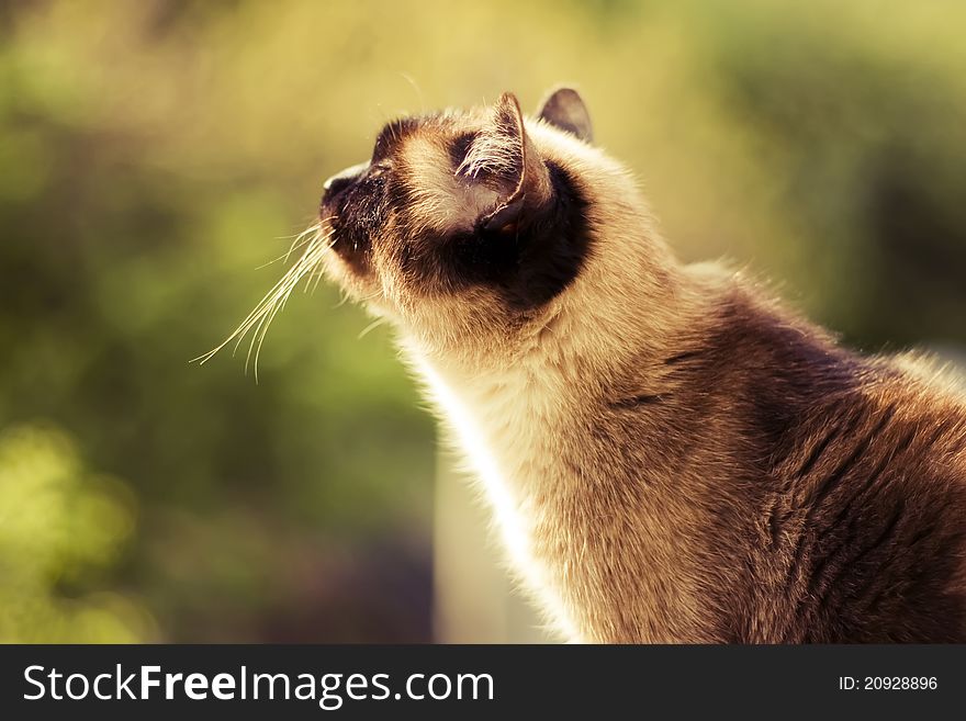 A shot of a siamese cat in sunny day