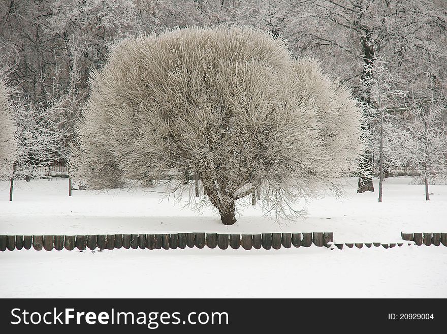 Tree After Ice Rain