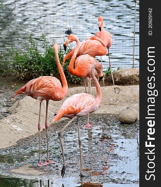 Beautiful American Flamingo standing on two foot. Russia, Moscow Zoo