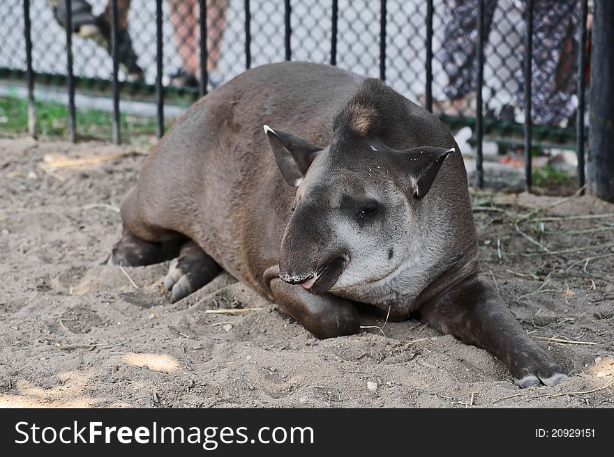 Malayan Tapir, also called Asian Tapir (Tapirus indicus)