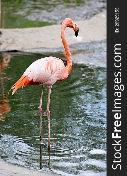 Beautiful American Flamingo standing on two foot