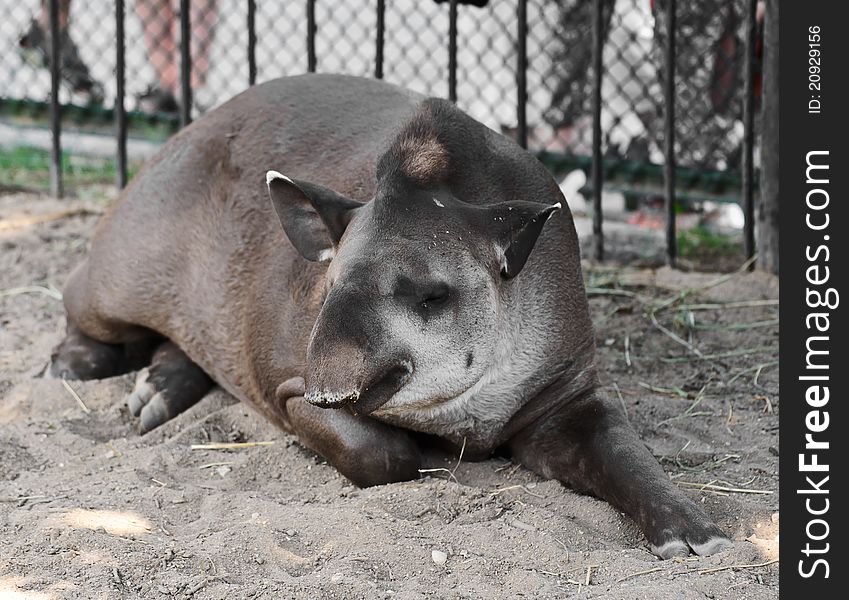 Sleeping tapir in the Moscow Zoo. Russia