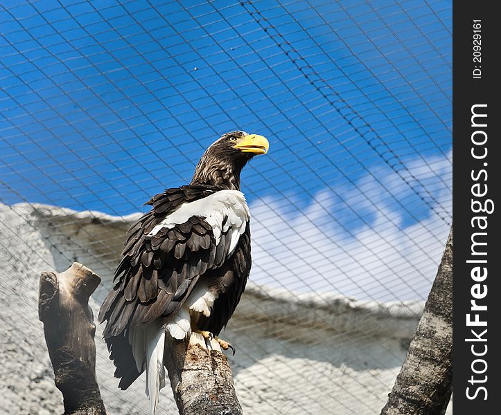 White-winged eagle at the Moscow Zoo. Russia