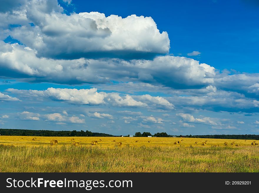 Stacks of collected wheat. The big yellow field after harvesting