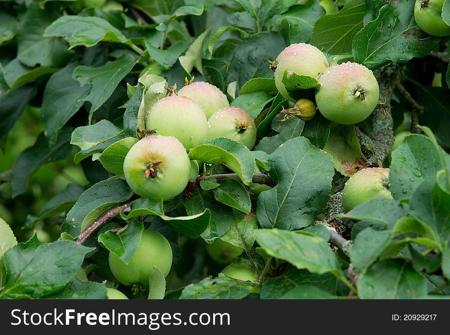 Green delicious apples on the branch