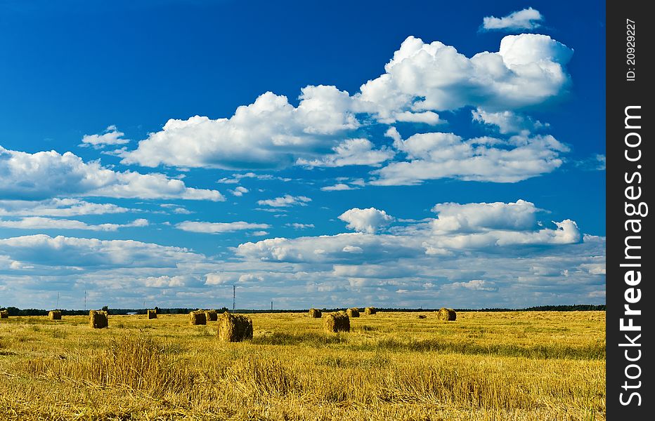 Stacks of collected wheat. The big yellow field after harvesting