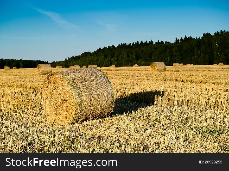 Autumn field of haystacks in the Moscow region. Russia