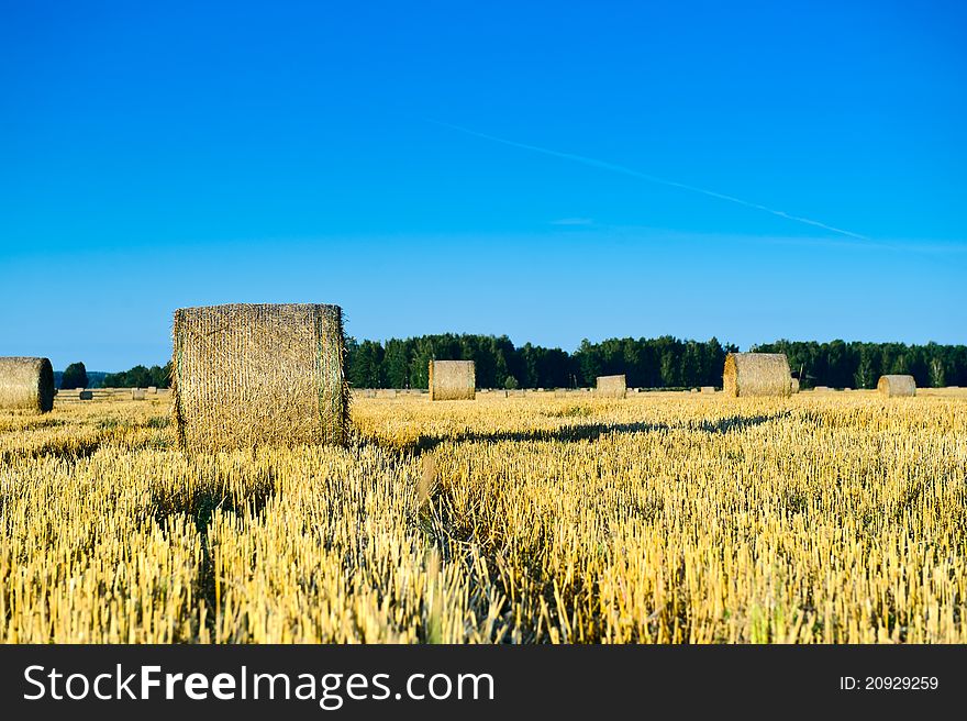Autumn field of haystacks in the Moscow region. Russia