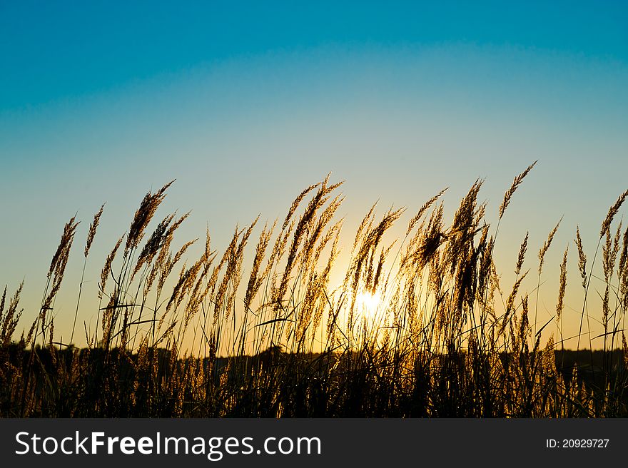 Grass on the field at the sunset