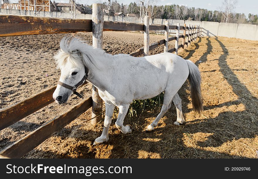 Young white horse running in the paddock