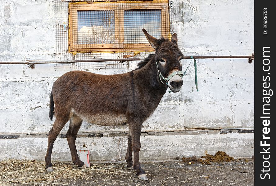 Donkey standing near the wall and misses
