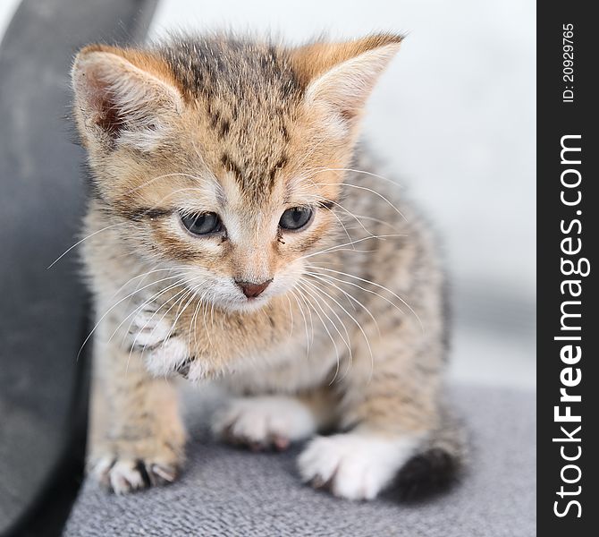 The photograph shows a small kitten.