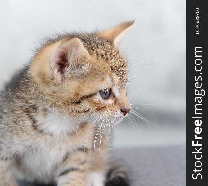 The photograph shows a small kitten. focus on the nose