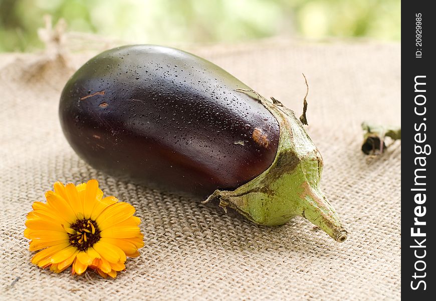 Fresh ripe eggplant on natural background. Selective focus