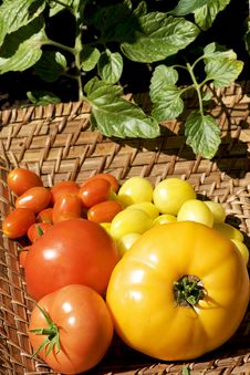 Variety Colorful Tomatoes Royalty Free Stock Photography Variety Colorful Tomatoes Royalty Free Stock Photography