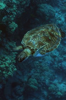 Hawaiian Green Sea Turtle Royalty Free Stock Photos Hawaiian Green Sea Turtle Royalty Free Stock Photos