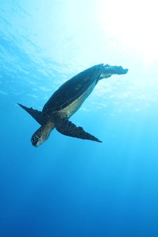 Hawaiian Green Sea Turtle Stock Photos Hawaiian Green Sea Turtle Stock Photos