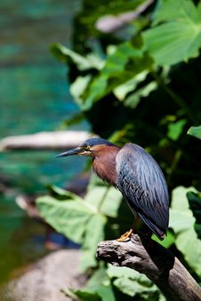 Green Heron On Tree Branch Royalty Free Stock Images