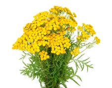 Herbal Medicine:Tansy Royalty Free Stock Photography